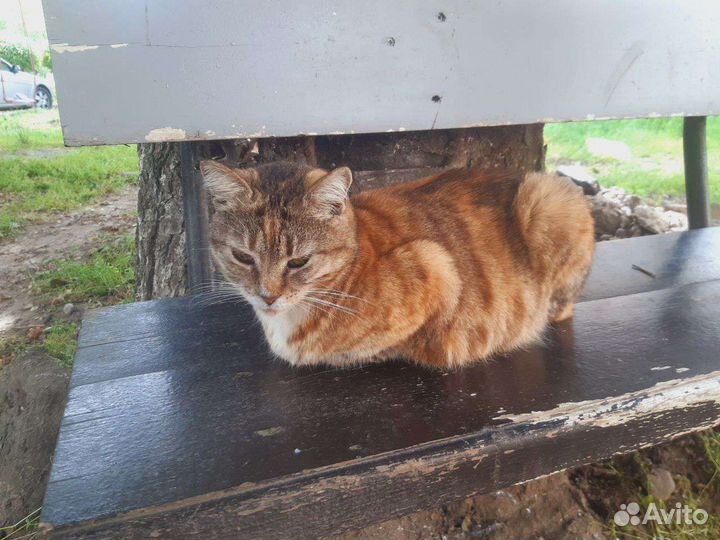 Ласковая кошечка в добрые руки