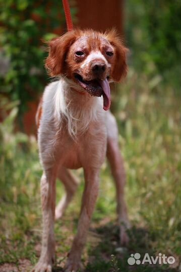 Бретонский эпаньоль