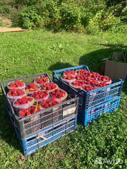 Ягода малины оптом