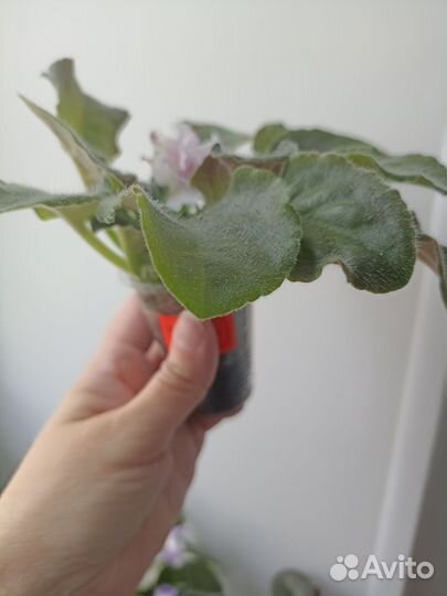 Сортовые фиалки цветущие