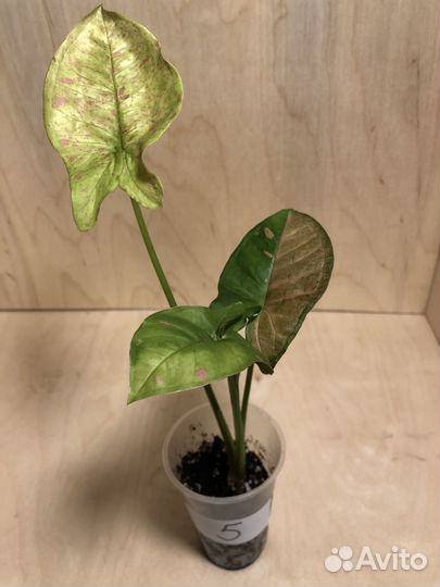 Сингониумы сортовые