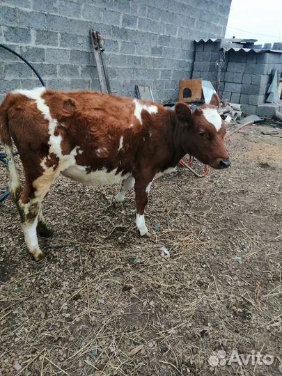 Телёнок на племя