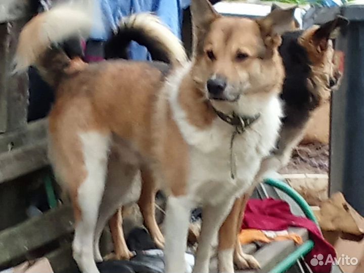 Отдам собаку