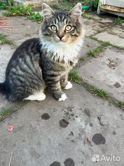 Котёнок девочка бесплатно в добрые руки