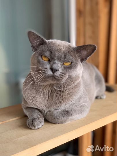 Бурма вязка