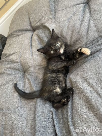 Котятки