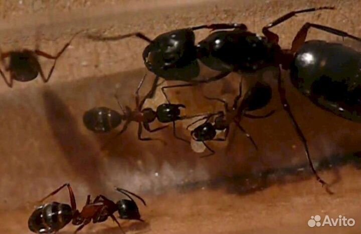Camponotus herculeanus Красногрудый муравей-древот
