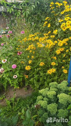 Ромашка оранжевая