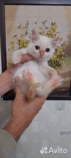 Котёнок ищет дом
