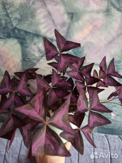 Кислица фиолетовая (оксалис)