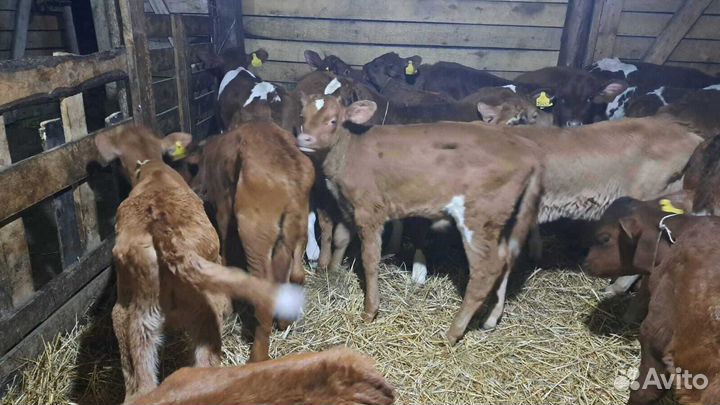 Телята бычки с доставкой