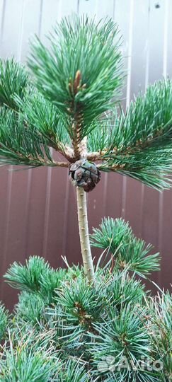 Сосна японская Негиши