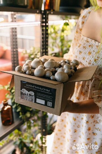 Подарочный набор для выращивания грибов