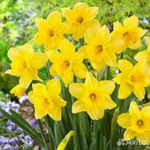Луковицы нарциссов