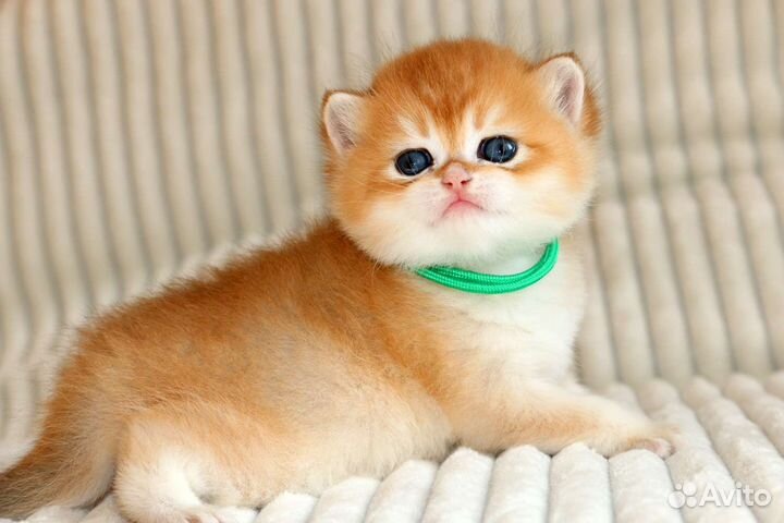 Мальчик золотая британская шиншила