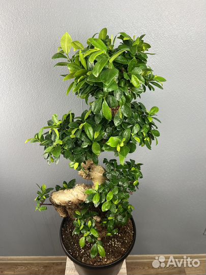 Фикус микрокарпа гинсенгH 110 см