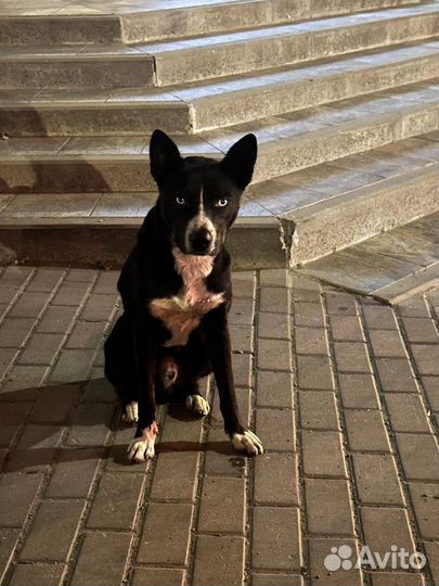 Голубоглазый метис хаски/стаффорда очень ищет дом