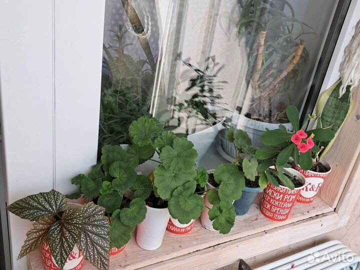 Домашние растения