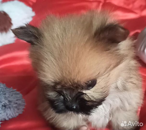 Щеночек русской салонной собачки