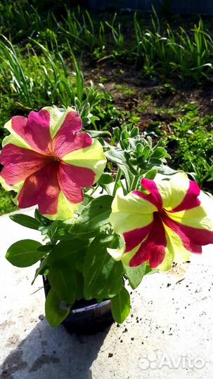 Рассада петунии ампельной и каскадной