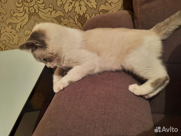 Тайский котенок девочка