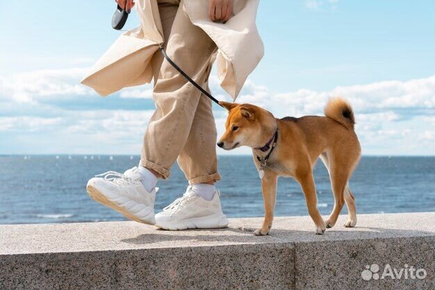 Дрессировка собак. Кинолог онлайн