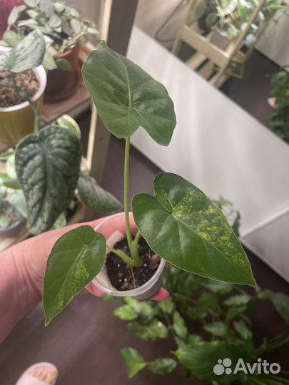 Алоказия гагеана вариегатная