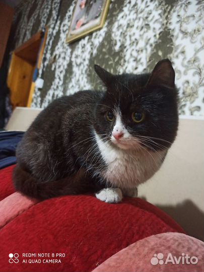 Отдам котика в добрые руки