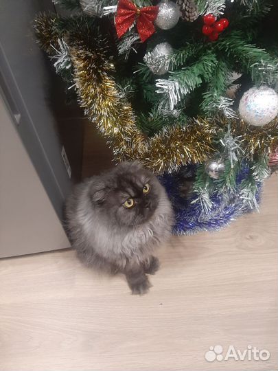 Шотландский кот вязка