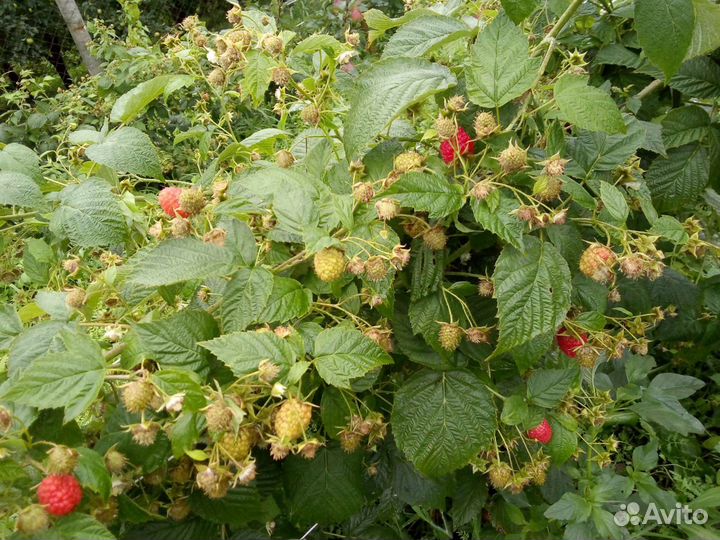 Саженцы малины 