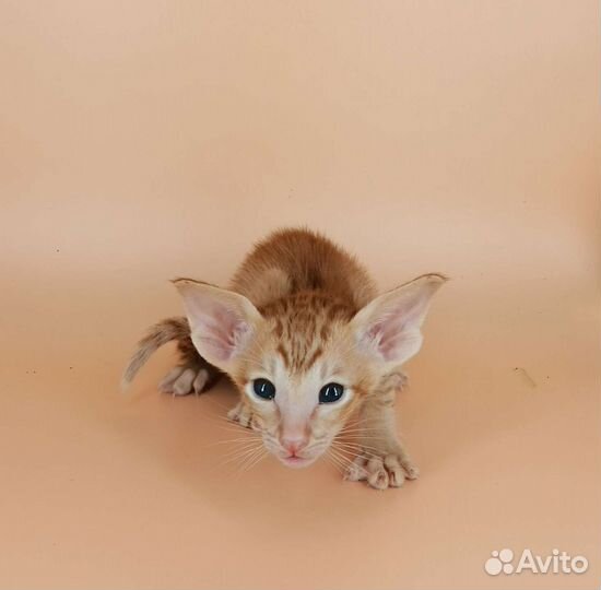 Ориентальные котята