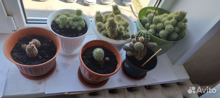 Кактус/комнатные растения