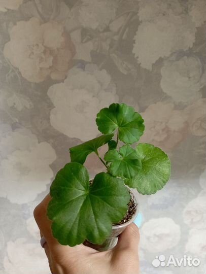 Ю Полонез пеларгония