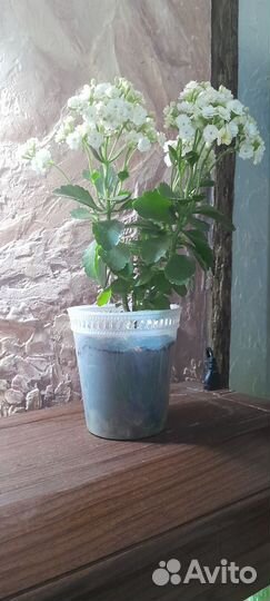 Комнатные цветы