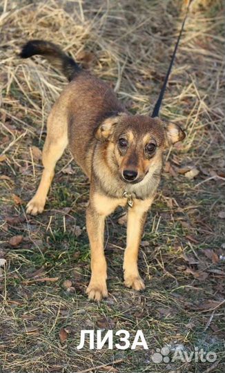 Собака в добрые руки