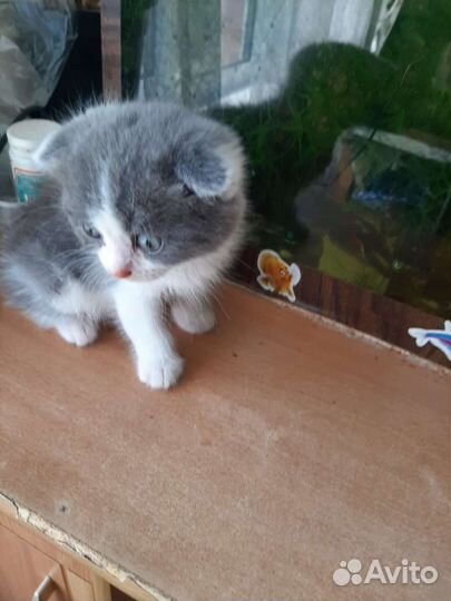 Котенок мальчик в дар