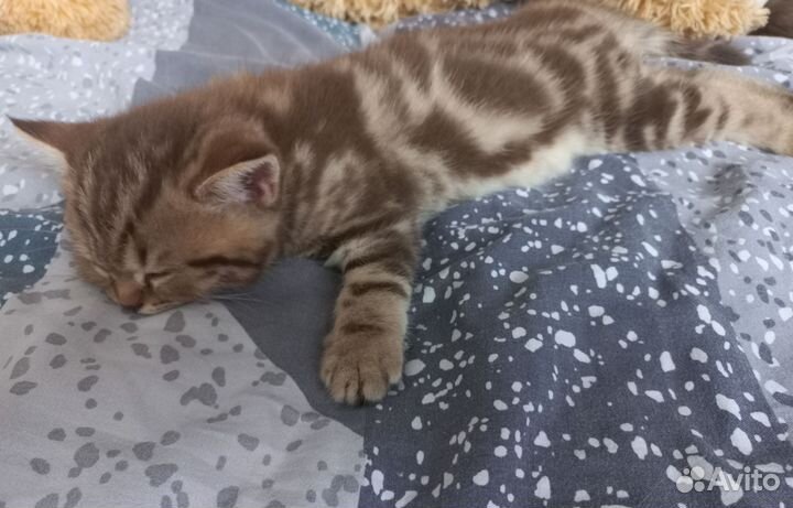 Шатланские котята