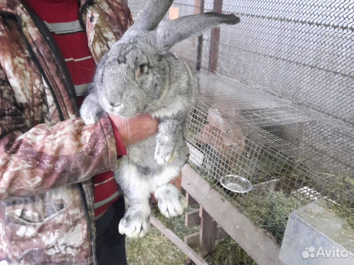 Кролики мясных пород