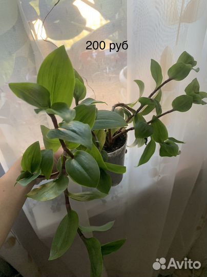 Комнатные растения