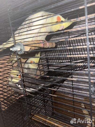 Попугай корелла