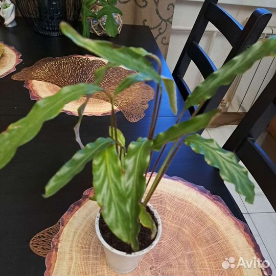 Калотея строманта триколор, Лубберса, Маранта