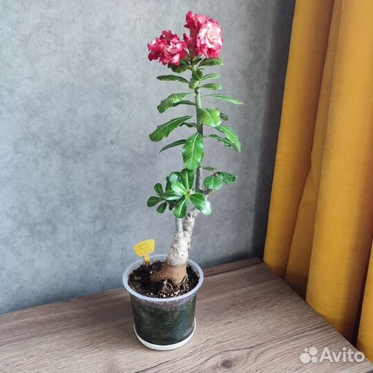 Адениум сорт 