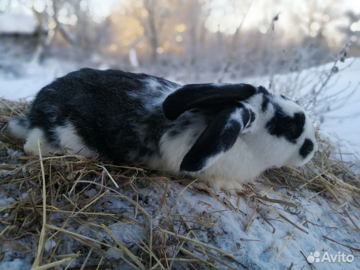 Продам кроликов