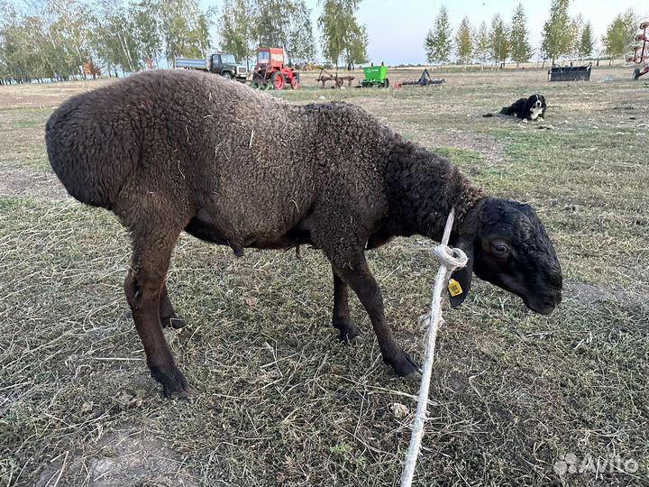 Барашки на племя