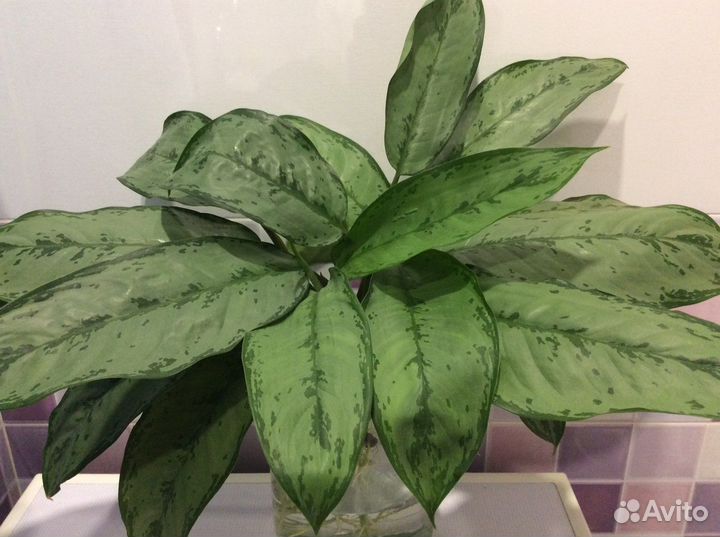 Aglaonema