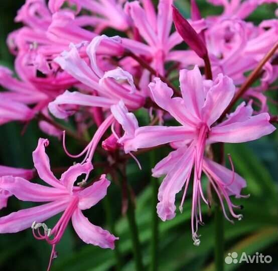 Комнатных цветы: нерине боудена и др. Цветы