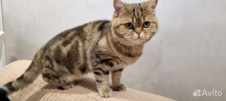 Шотландский кот для вязки