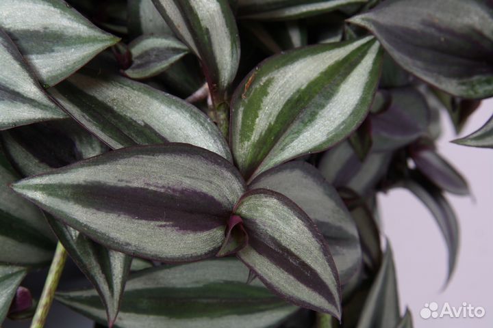 Эписция 2 сорта, традесканция зебрина