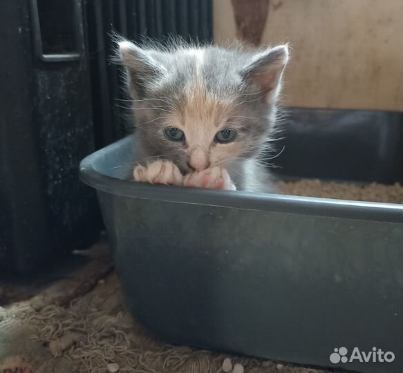Замечательные котята