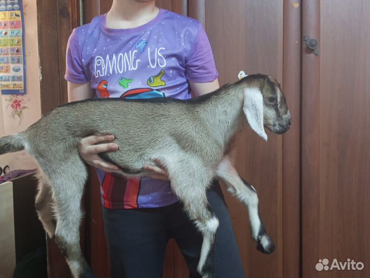 Нубийские козлики